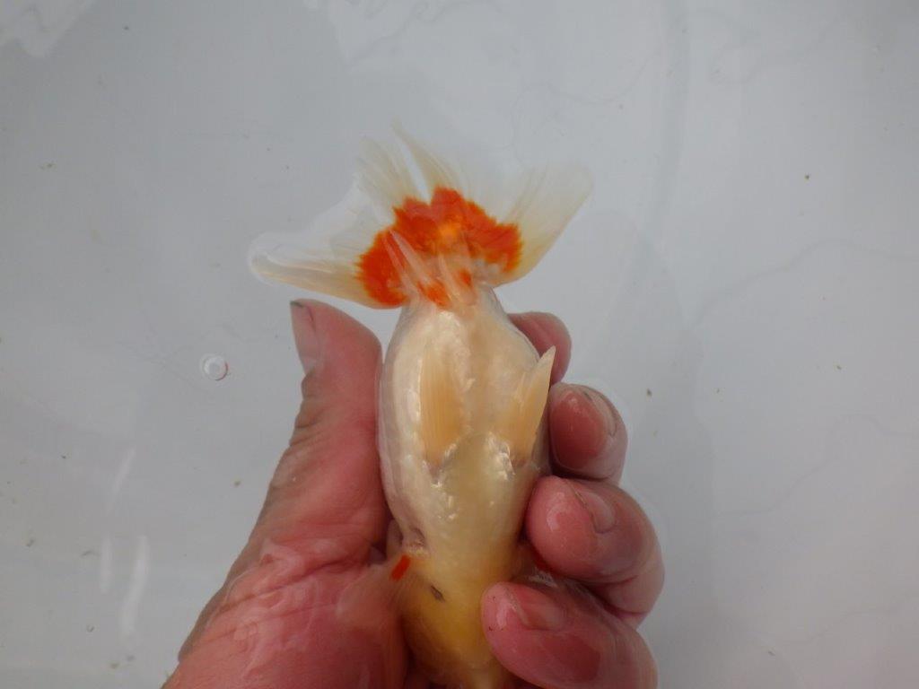 【浜松 松田氏】当歳らんちゅう D 約12㎝ 四ッ尾 二本舵 メス?