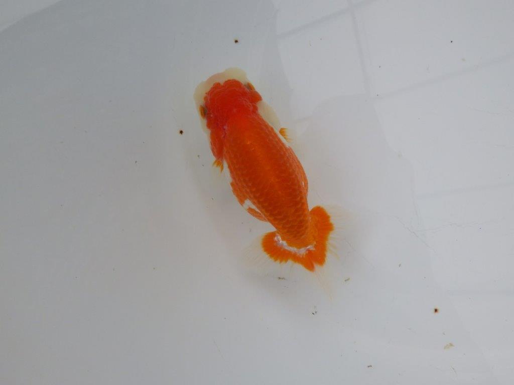 【浜松 松田氏】当歳らんちゅう E 約12㎝ 四ッ尾 二本舵 メス?