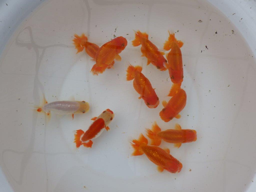 【愛知　小早川義幸氏】当歳らんちゅう　オス・メスペア　限定３セット　約11㎝ ~