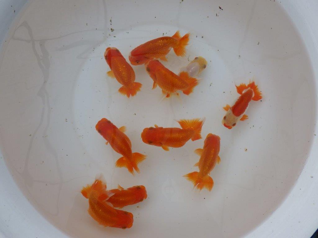 【愛知　小早川義幸氏】当歳らんちゅう　オス・メスペア　限定３セット　約11㎝ ~