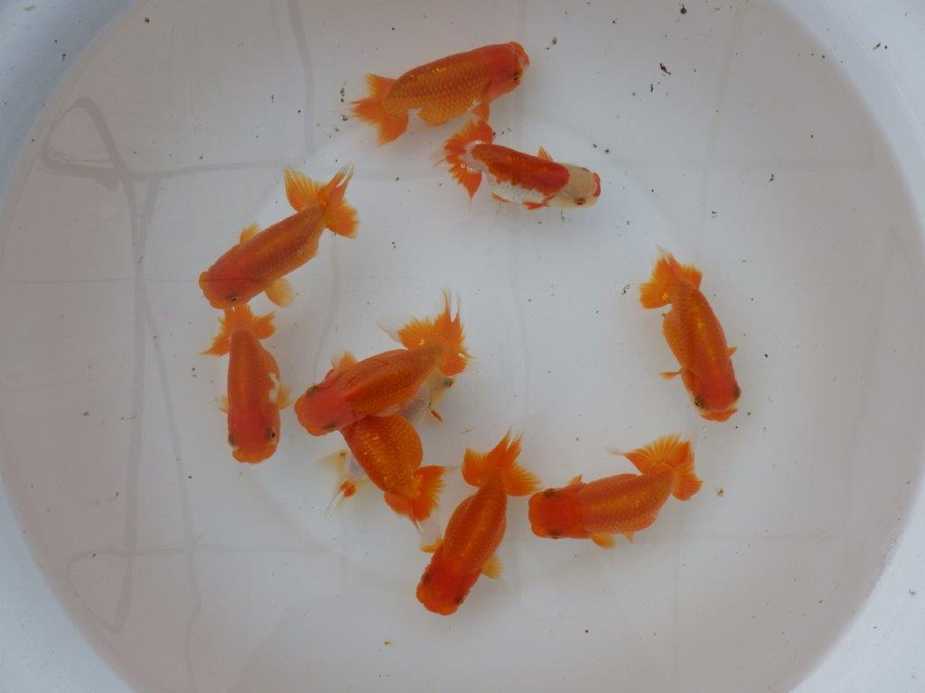 【愛知　小早川義幸氏】当歳らんちゅう　オス・メスペア　限定３セット　約11㎝ ~