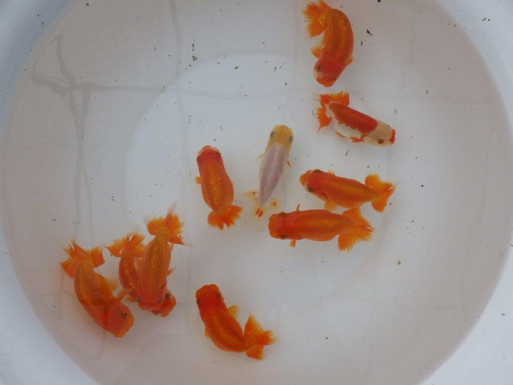 【愛知　小早川義幸氏】当歳らんちゅう　オス・メスペア　限定３セット　約11㎝ ~