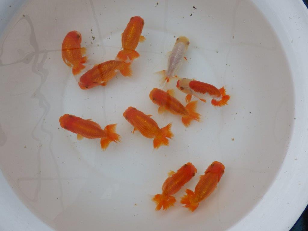 【愛知　小早川義幸氏】当歳らんちゅう　オス・メスペア　限定３セット　約11㎝ ~