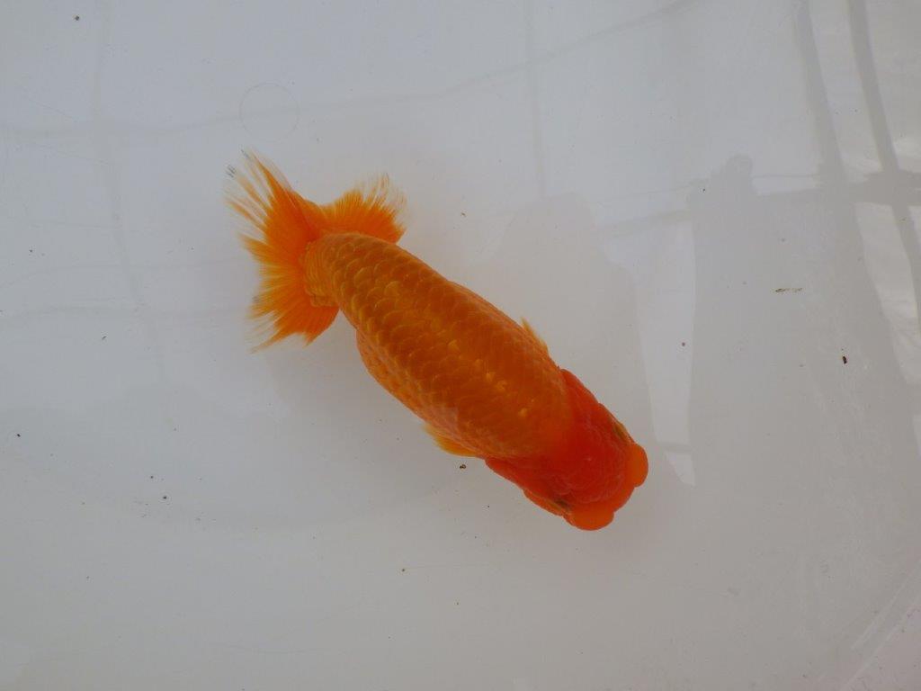 【 愛知超優良系統様】飼い込みお勧め！当歳らんちゅう　四ッ尾　二本舵　約1５㎝の上身