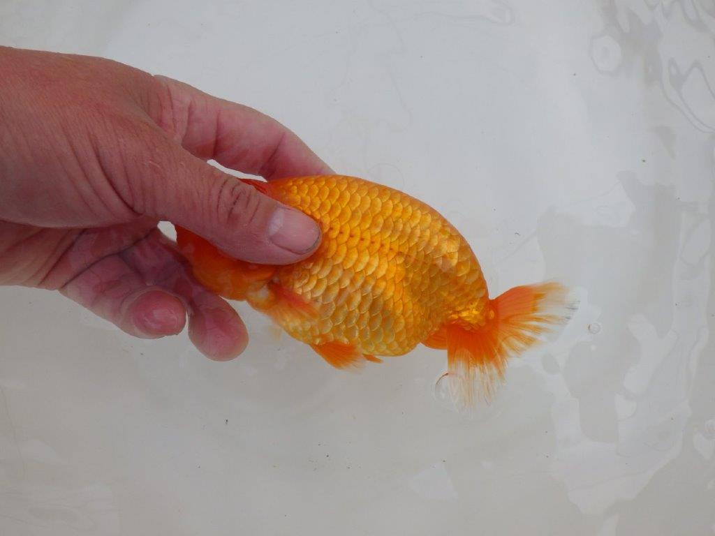 【 愛知超優良系統様】飼い込みお勧め！当歳らんちゅう　四ッ尾　二本舵　約1５㎝