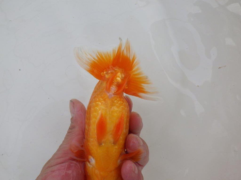 【 愛知超優良系統様】飼い込みお勧め！当歳らんちゅう　四ッ尾　二本舵　約1５㎝