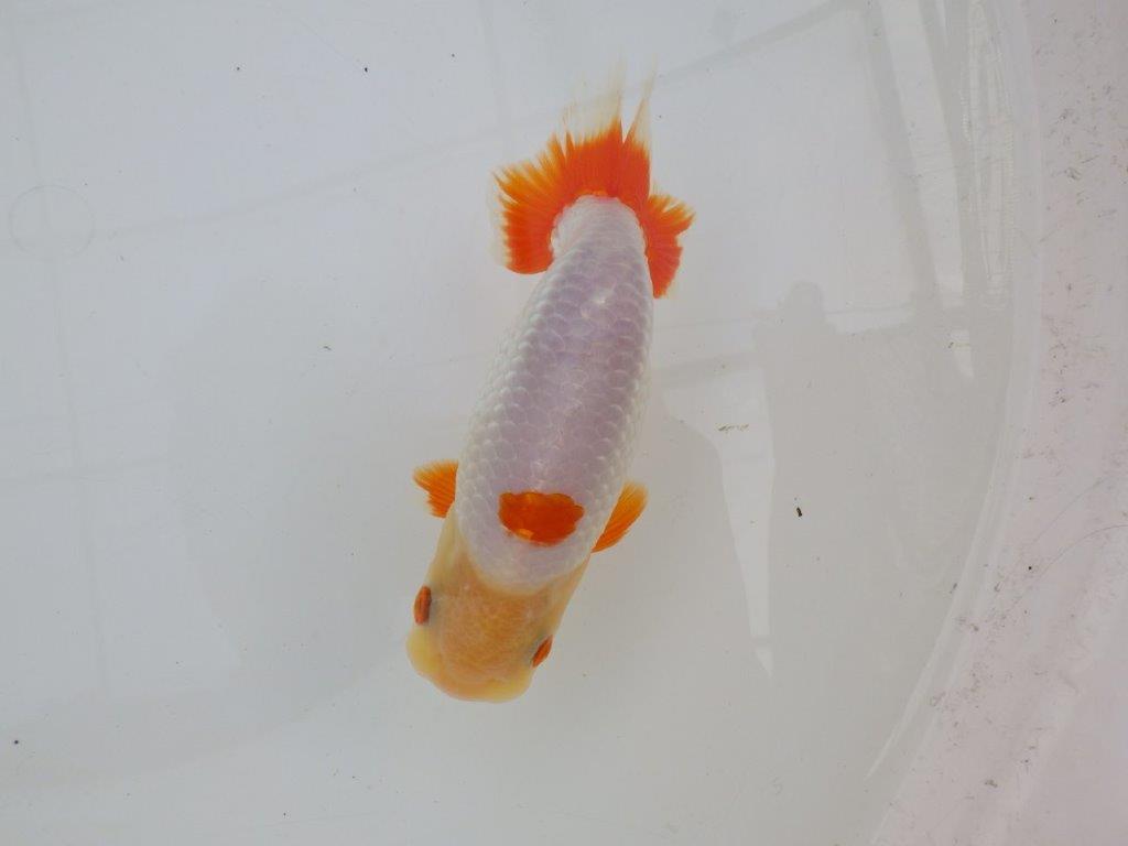 【 愛知超優良系統様】インパクトのある更紗　当歳らんちゅう　四ッ尾　二本舵　約14,5㎝  オス？