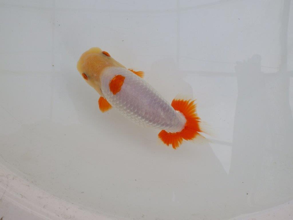 【 愛知超優良系統様】インパクトのある更紗　当歳らんちゅう　四ッ尾　二本舵　約14,5㎝  オス？