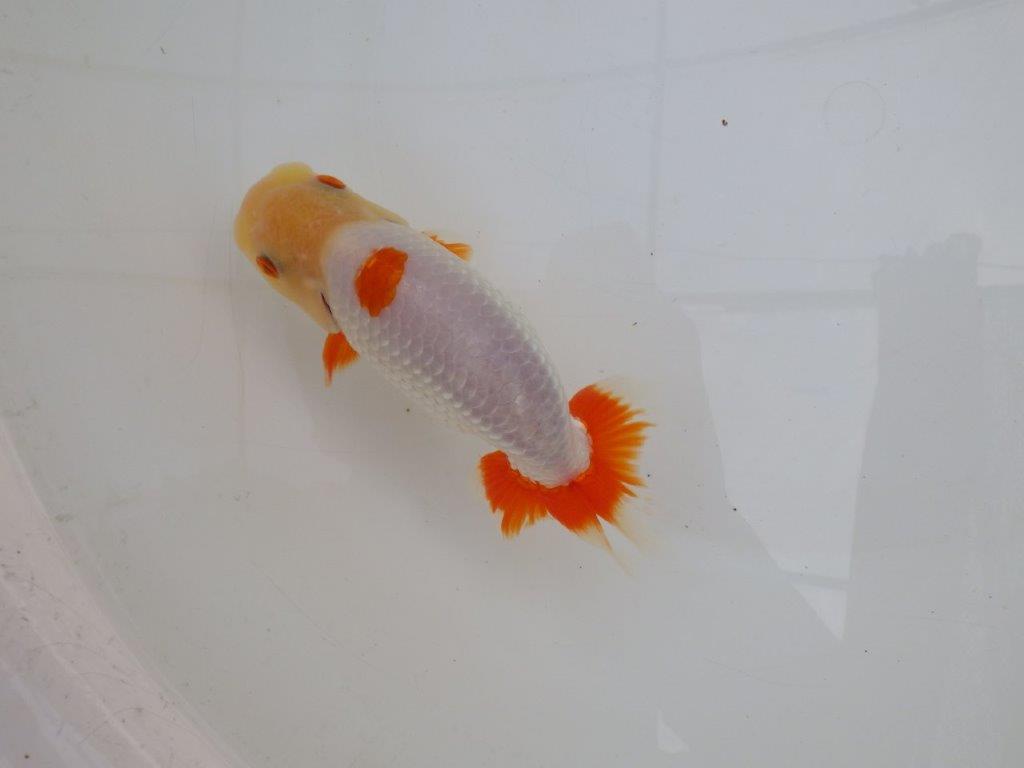 【 愛知超優良系統様】インパクトのある更紗　当歳らんちゅう　四ッ尾　二本舵　約14,5㎝  オス？