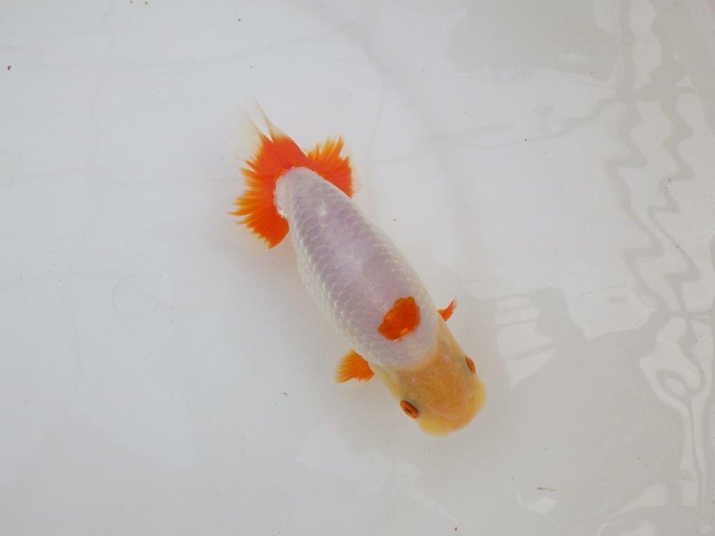 【 愛知超優良系統様】インパクトのある更紗　当歳らんちゅう　四ッ尾　二本舵　約14,5㎝  オス？