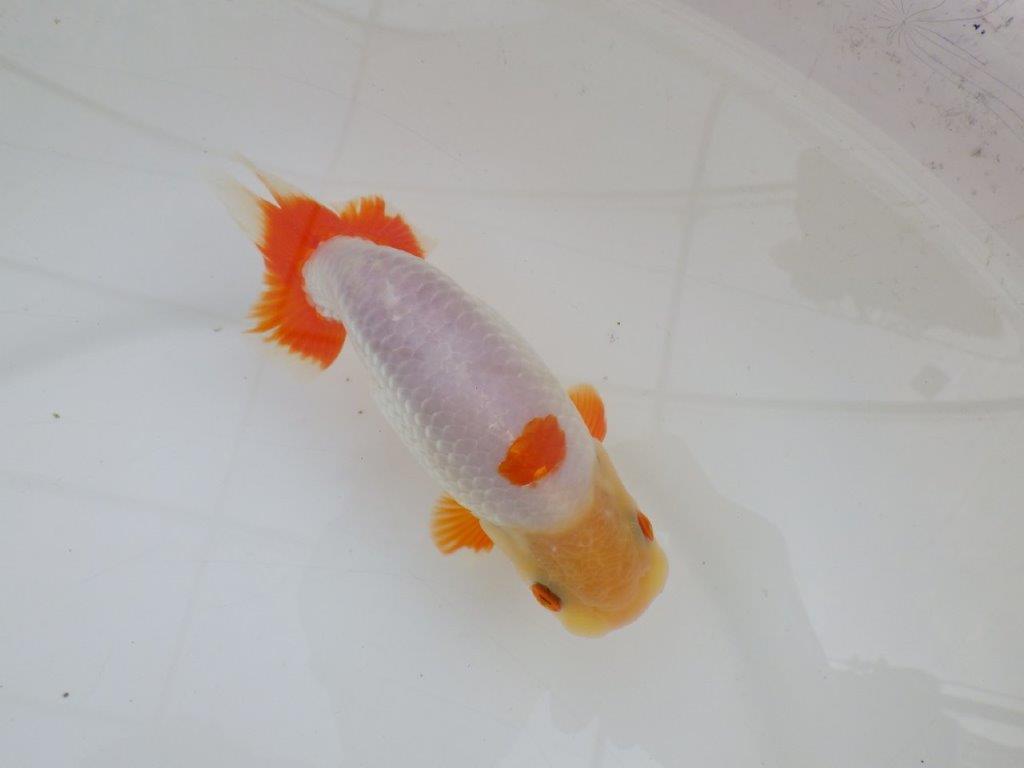 【 愛知超優良系統様】インパクトのある更紗　当歳らんちゅう　四ッ尾　二本舵　約14,5㎝  オス？