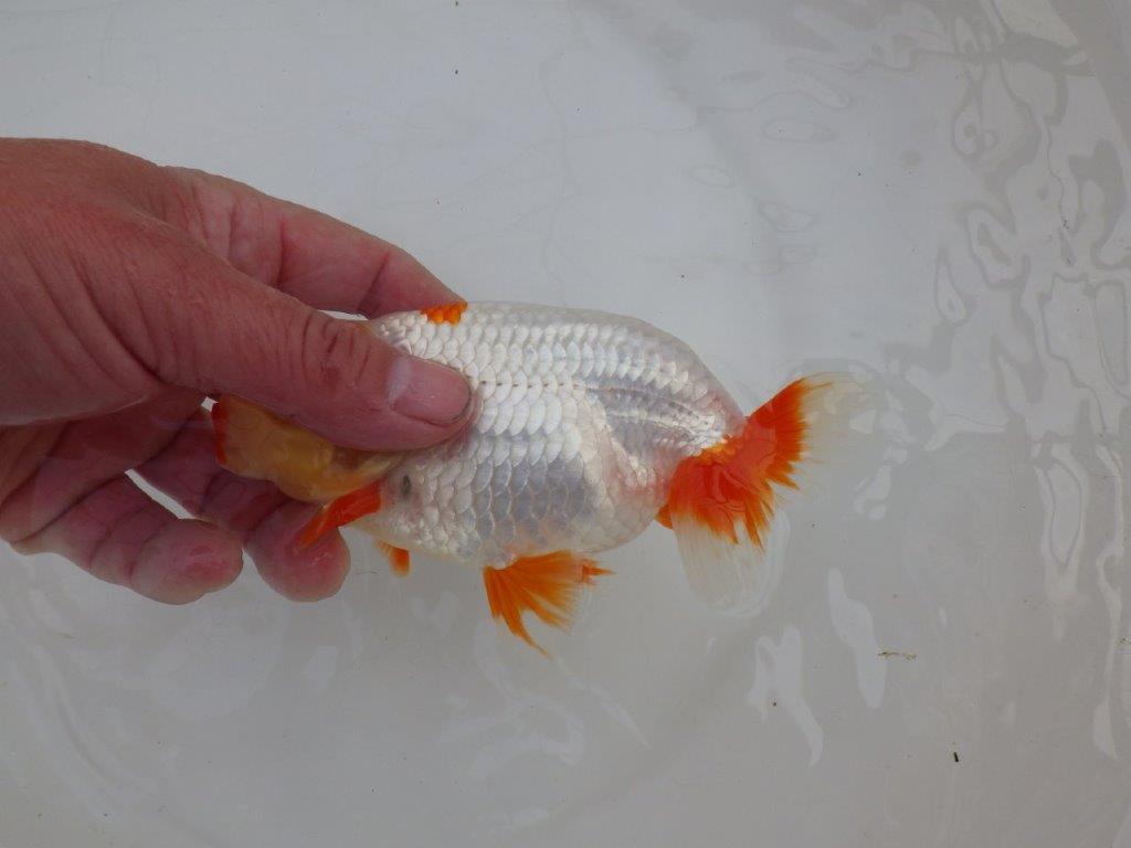 【 愛知超優良系統様】インパクトのある更紗　当歳らんちゅう　四ッ尾　二本舵　約14,5㎝  オス？