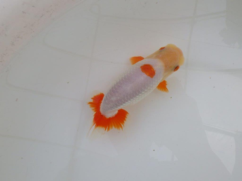 【 愛知超優良系統様】インパクトのある更紗　当歳らんちゅう　四ッ尾　二本舵　約14,5㎝  オス？