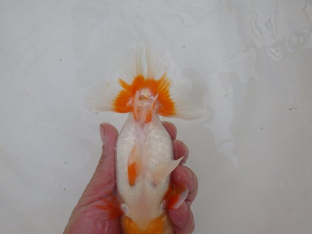 【 愛知超優良系統様】インパクトのある更紗　当歳らんちゅう　四ッ尾　二本舵　約14,5㎝  オス？