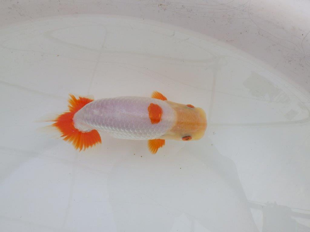 【 愛知超優良系統様】インパクトのある更紗　当歳らんちゅう　四ッ尾　二本舵　約14,5㎝  オス？