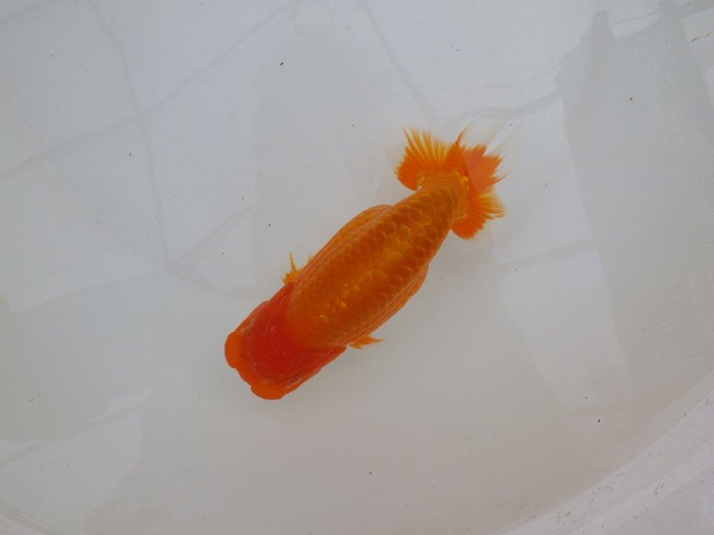 【 愛知超優良系統様】背も綺麗で大きめサイズ 当歳らんちゅう 四ッ尾 二本舵 約16㎝ オス?