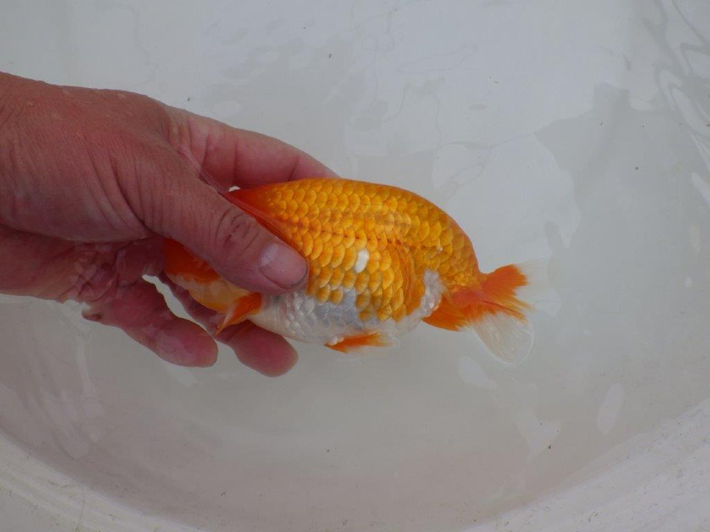 【 愛知超優良系統様】背も綺麗で大きめサイズ 当歳らんちゅう 四ッ尾 二本舵 約16㎝ オス?