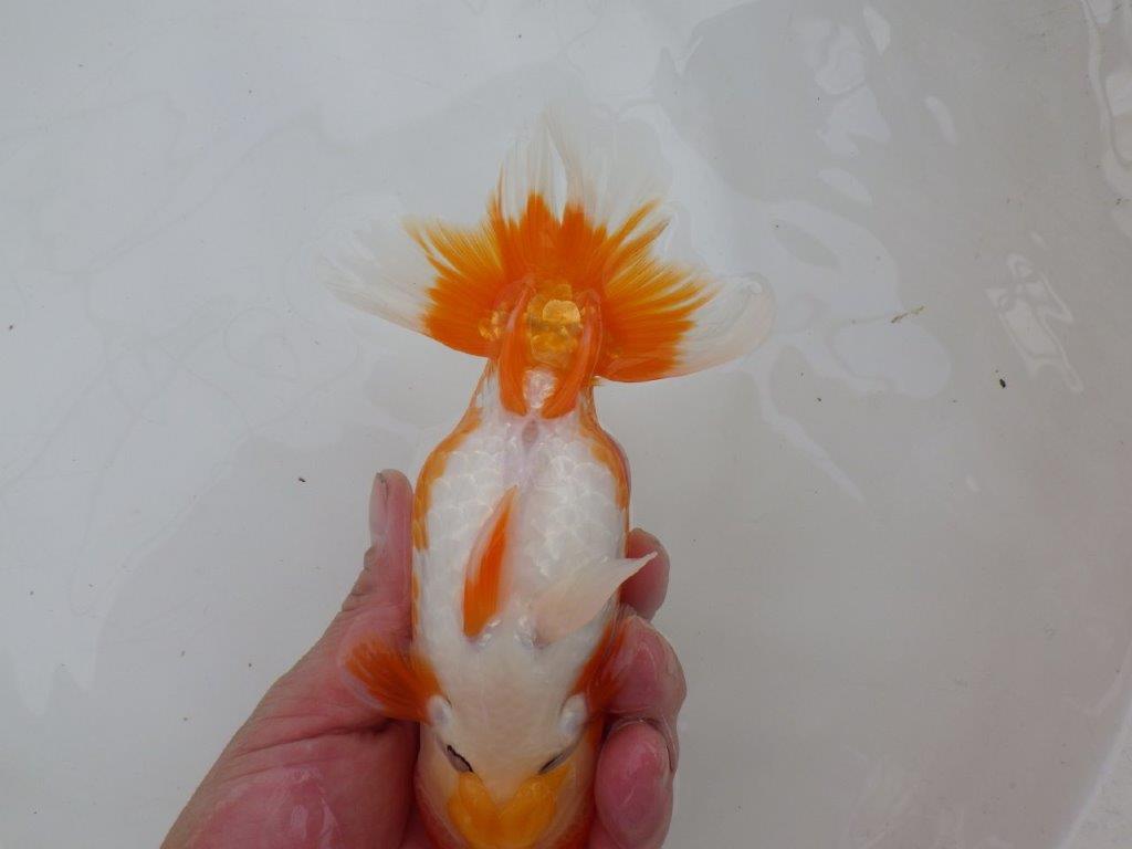 【 愛知超優良系統様】背も綺麗で大きめサイズ 当歳らんちゅう 四ッ尾 二本舵 約16㎝ オス?