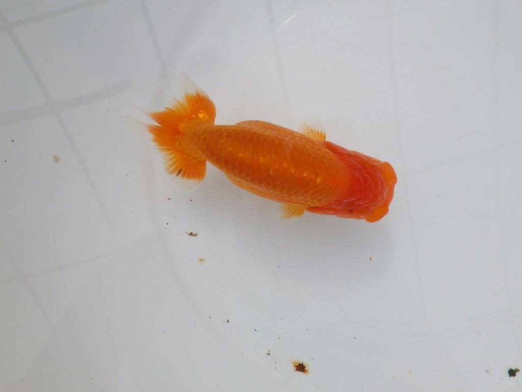 【 愛知超優良系統様】三重らんちゅう会入賞魚 当歳らんちゅう 四ッ尾 二本舵 約14㎝ メス?