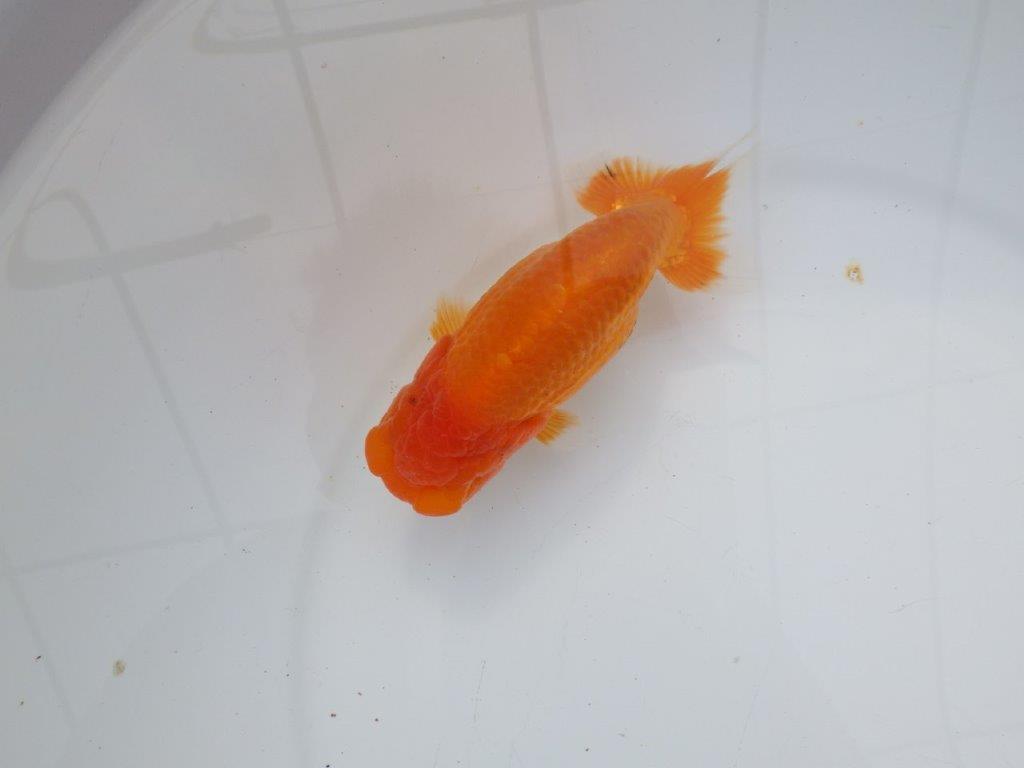 【 愛知超優良系統様】三重らんちゅう会入賞魚 当歳らんちゅう 四ッ尾 二本舵 約14㎝ メス?