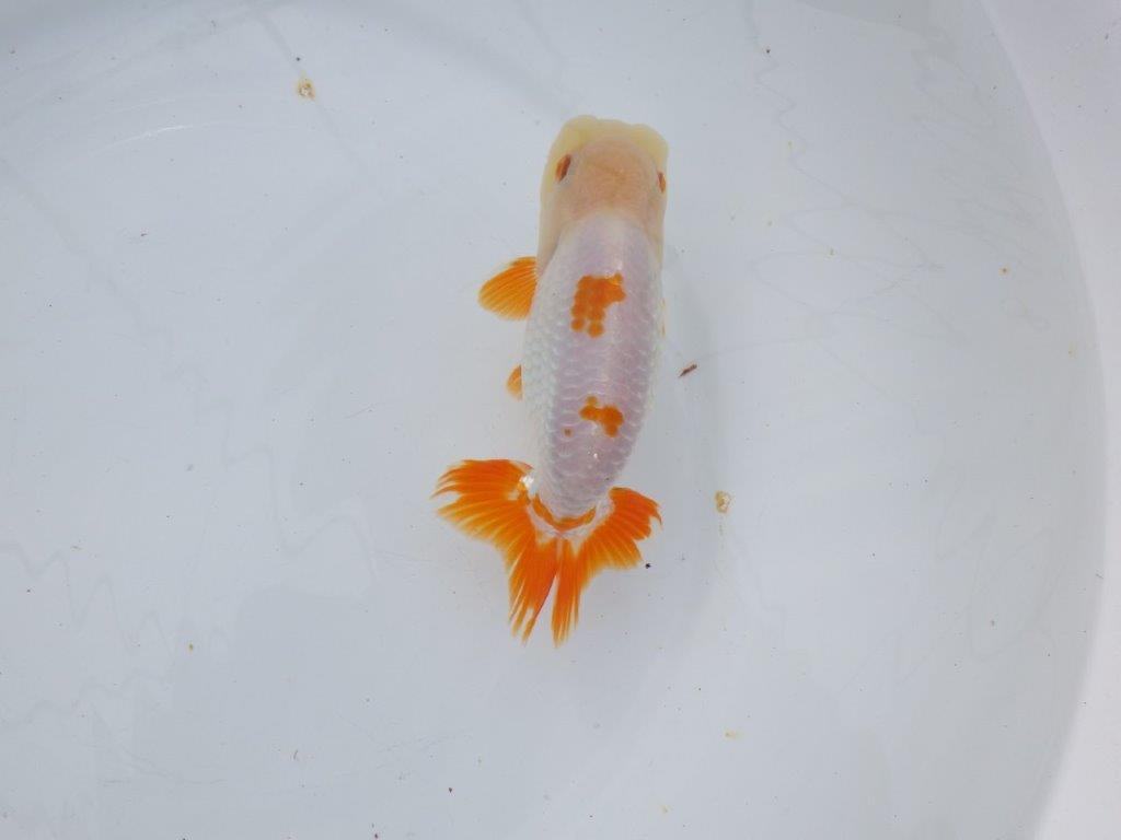 【 愛知超優良系統様】豊橋優遊会入賞魚A　当歳らんちゅう　四ッ尾　二本舵　約14,5㎝  オス？