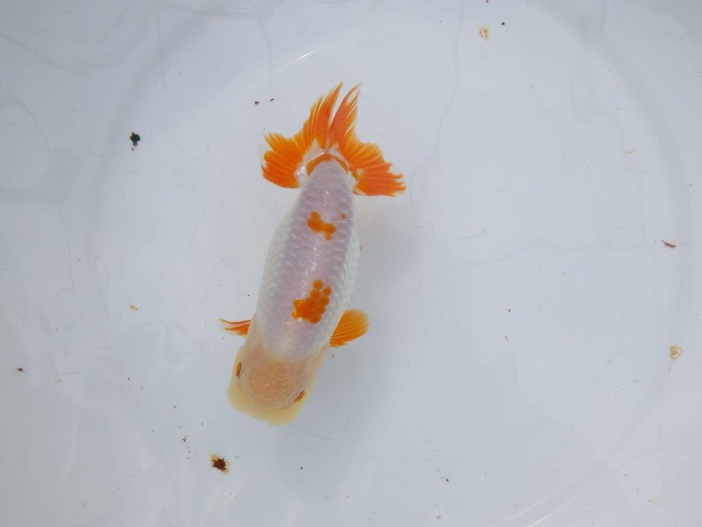 【 愛知超優良系統様】豊橋優遊会入賞魚A　当歳らんちゅう　四ッ尾　二本舵　約14,5㎝  オス？