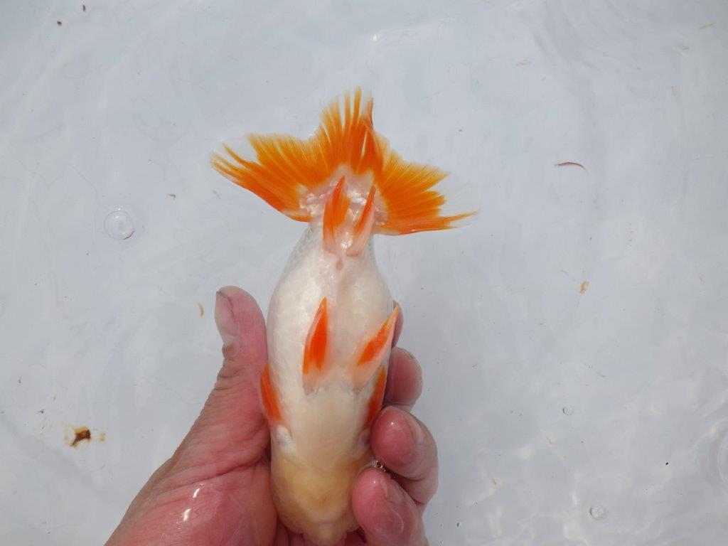 【 愛知超優良系統様】豊橋優遊会入賞魚A　当歳らんちゅう　四ッ尾　二本舵　約14,5㎝  オス？