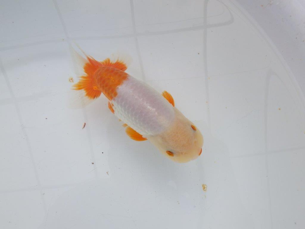 【 愛知超優良系統様】豊橋優遊会入賞魚B　当歳らんちゅう　四ッ尾　二本舵　約15㎝  メス？