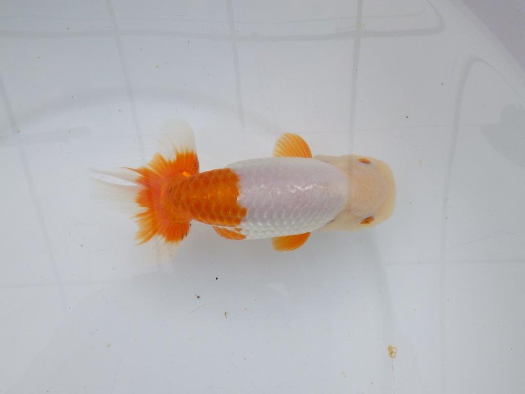 【 愛知超優良系統様】豊橋優遊会入賞魚B　当歳らんちゅう　四ッ尾　二本舵　約15㎝  メス？