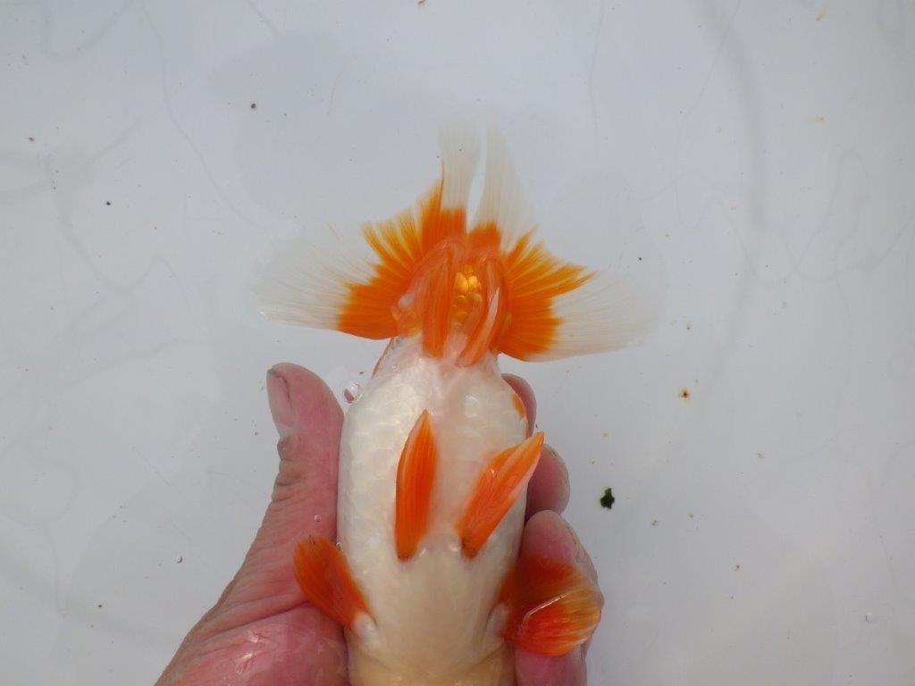 【 愛知超優良系統様】豊橋優遊会入賞魚B　当歳らんちゅう　四ッ尾　二本舵　約15㎝  メス？