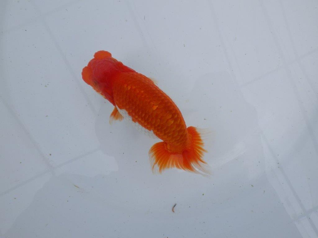 【 上位入賞独占ブリーダー】今期最終入荷 当歳らんちゅう 東大関系統 約13㎝ オス?