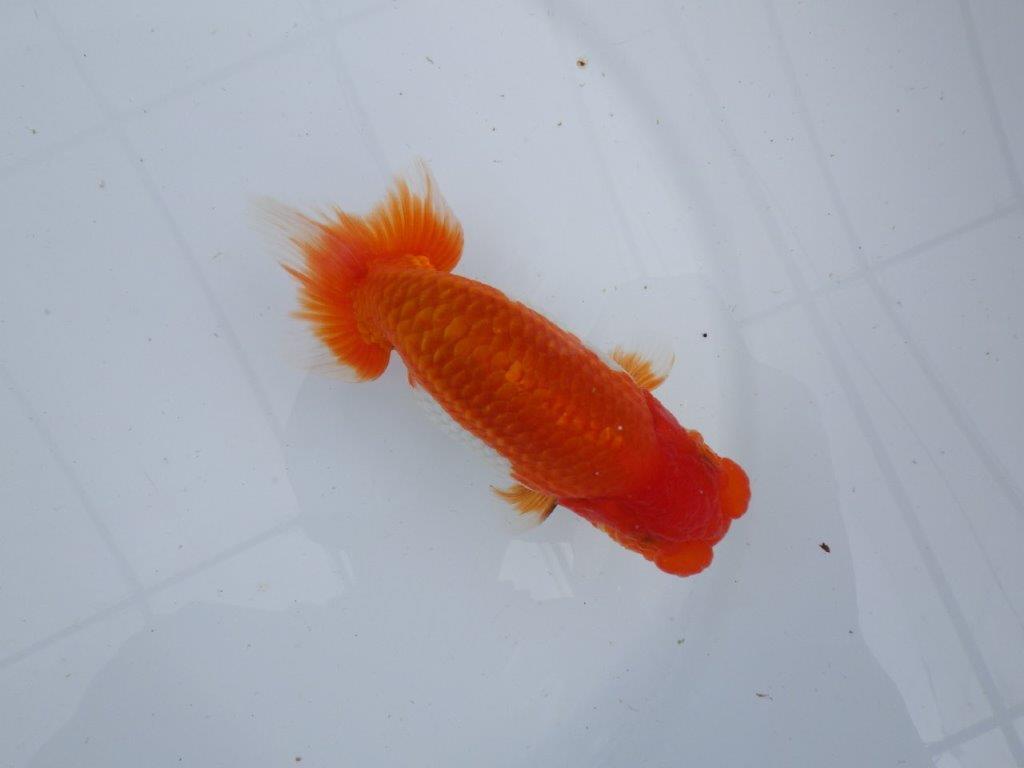 【 上位入賞独占ブリーダー】今期最終入荷 当歳らんちゅう 東大関系統 約13㎝ オス?