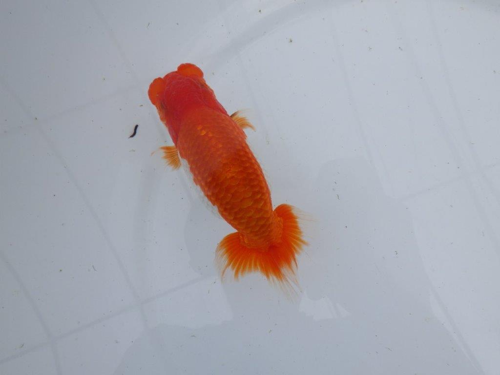 【 上位入賞独占ブリーダー】今期最終入荷 当歳らんちゅう 東大関系統 約13㎝ オス?