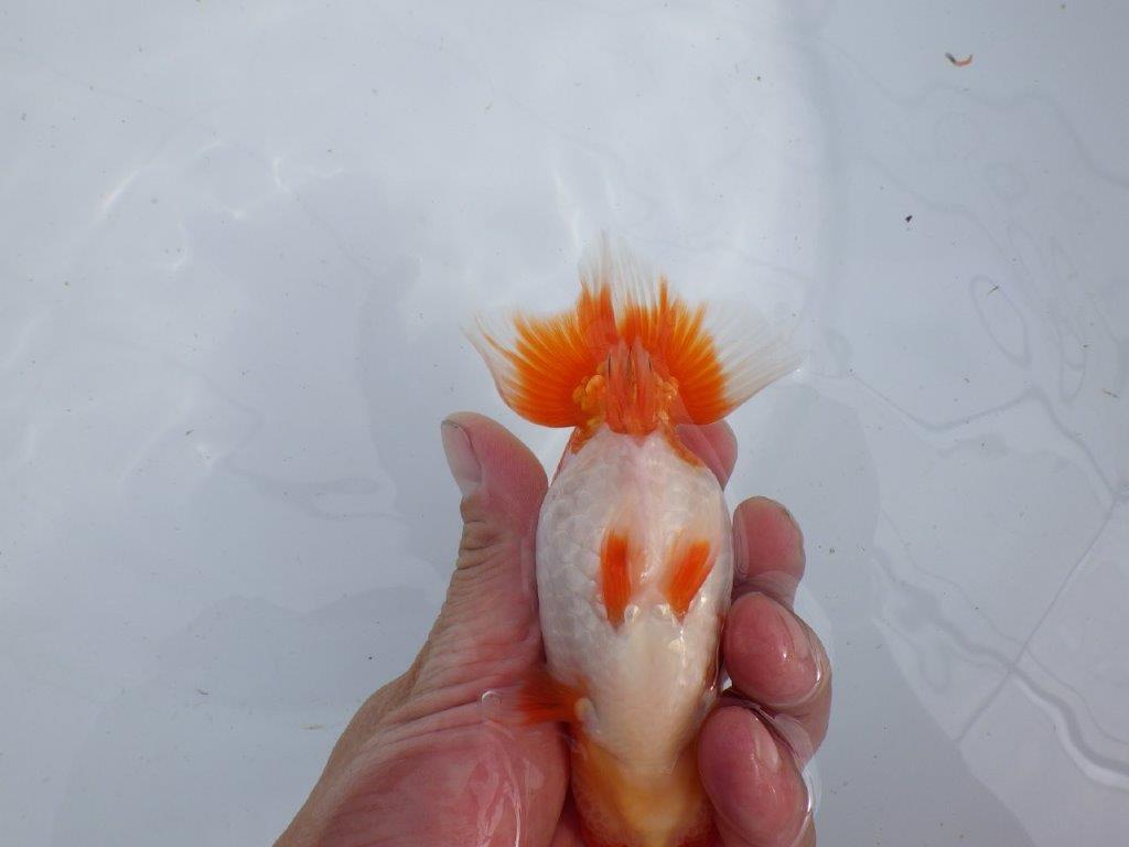 【 上位入賞独占ブリーダー】今期最終入荷 当歳らんちゅう 東大関系統 約13㎝ オス?