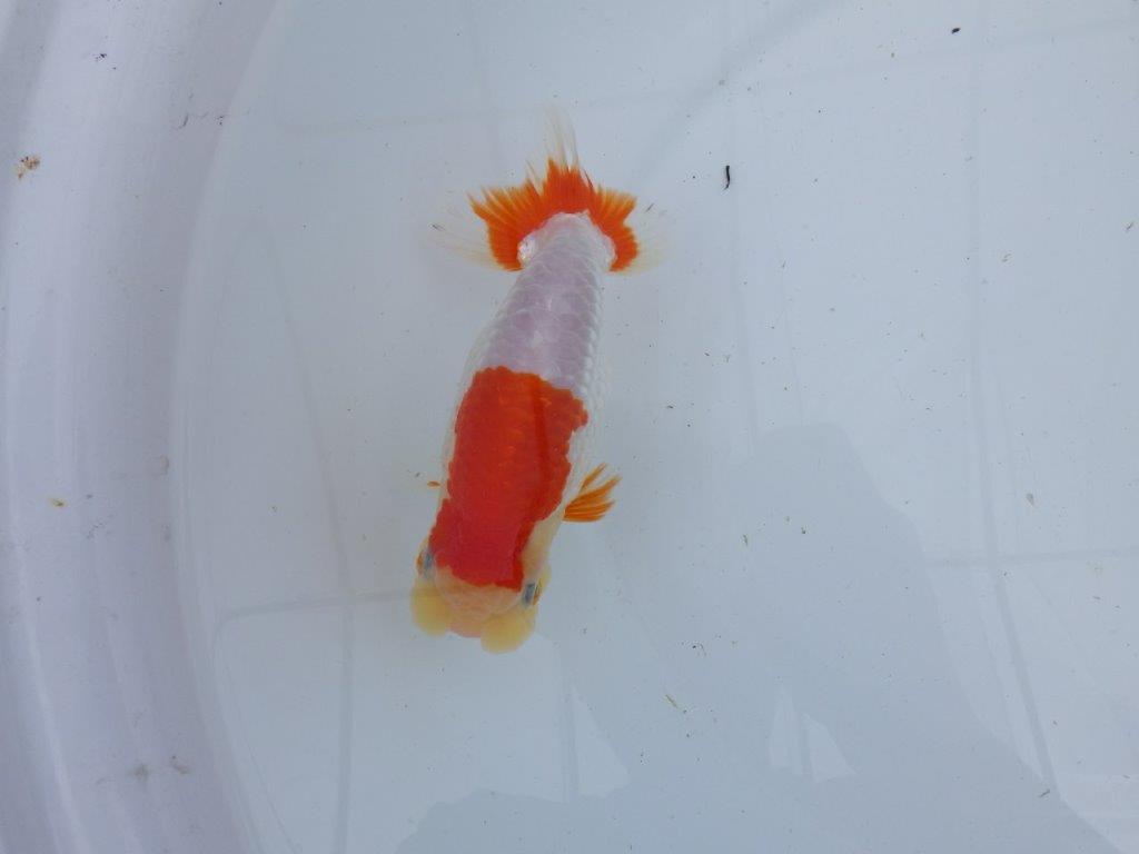 【 上位入賞独占ブリーダー】フンタン＆綺麗な更紗　当歳らんちゅう　東大関系統　約15㎝  メス？