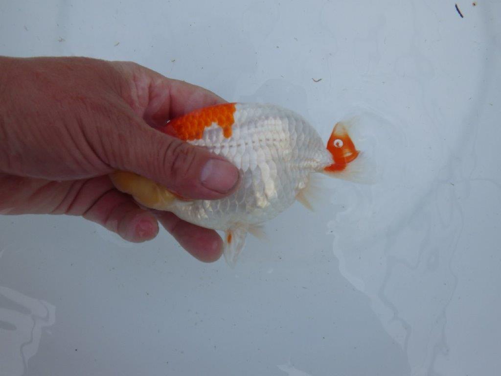 【 上位入賞独占ブリーダー】フンタン＆綺麗な更紗　当歳らんちゅう　東大関系統　約15㎝  メス？