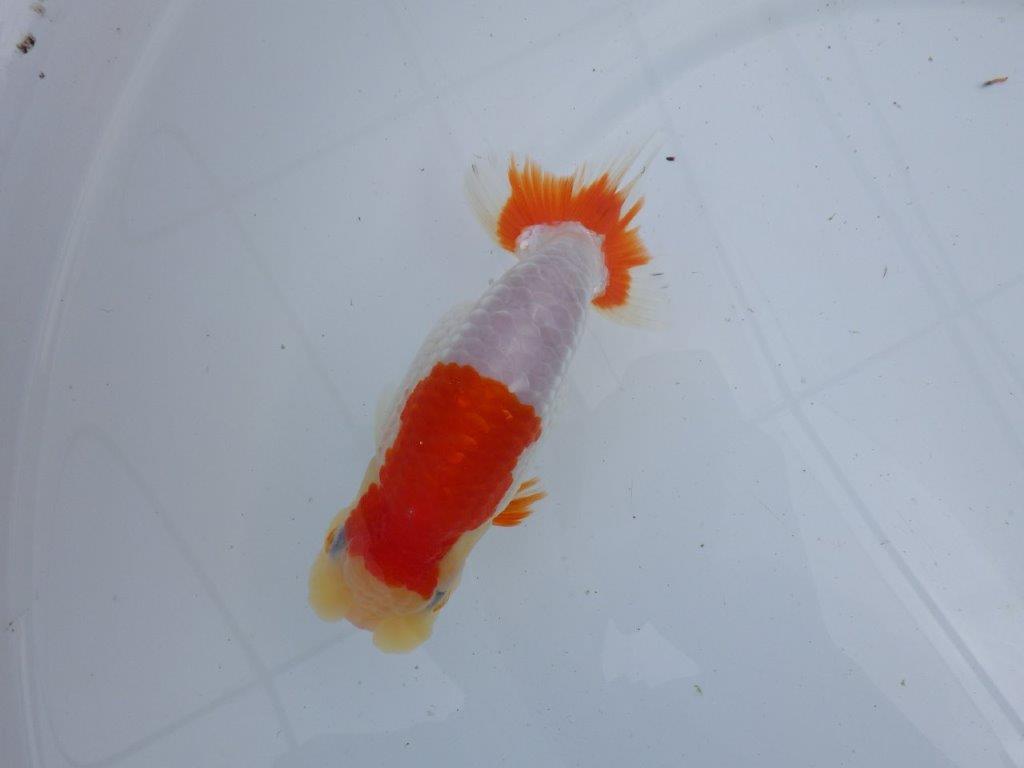 【 上位入賞独占ブリーダー】フンタン＆綺麗な更紗　当歳らんちゅう　東大関系統　約15㎝  メス？