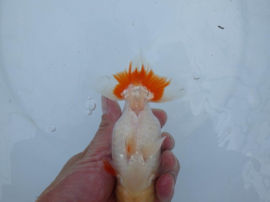 【 上位入賞独占ブリーダー】フンタン＆綺麗な更紗　当歳らんちゅう　東大関系統　約15㎝  メス？