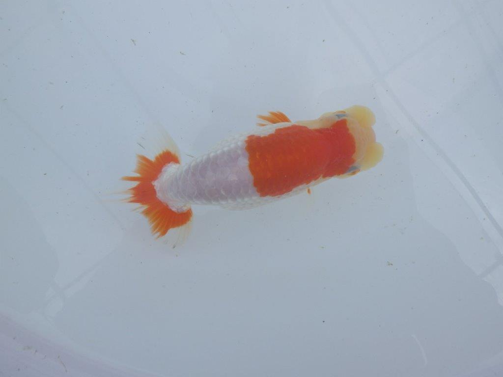 【 上位入賞独占ブリーダー】フンタン＆綺麗な更紗　当歳らんちゅう　東大関系統　約15㎝  メス？