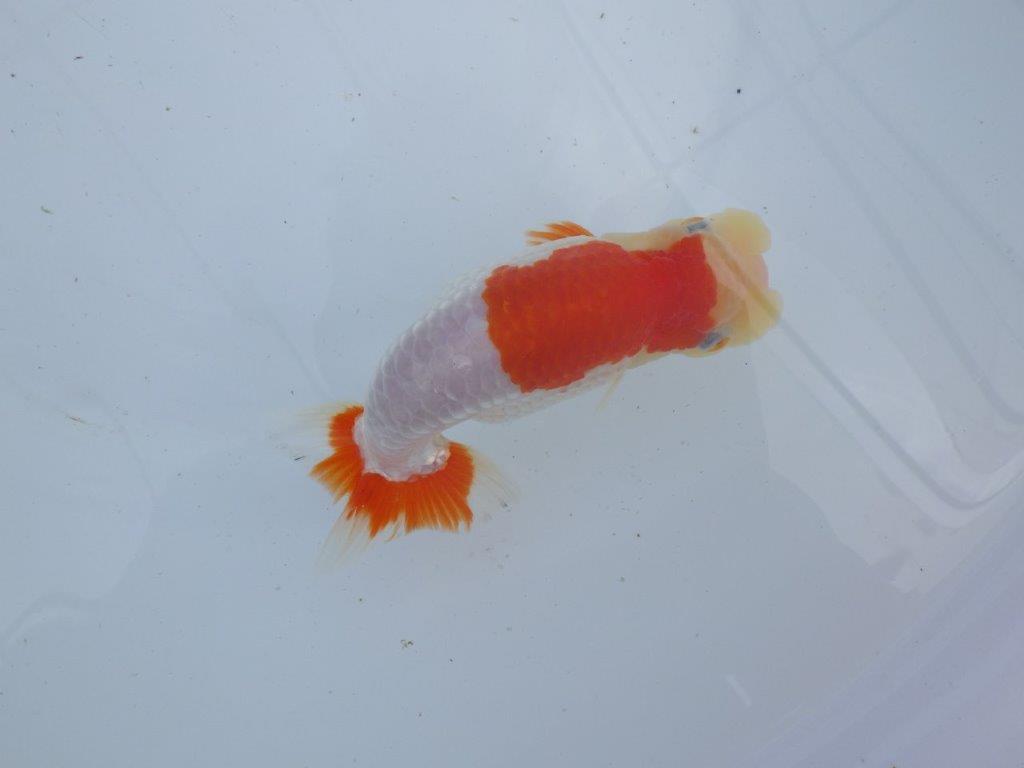 【 上位入賞独占ブリーダー】フンタン＆綺麗な更紗　当歳らんちゅう　東大関系統　約15㎝  メス？