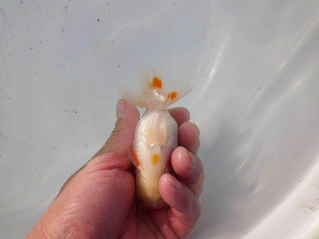 【 和歌山　濱田氏　系統魚】色艶が良く可愛い更紗当歳らんちゅう　約11㎝  四ッ尾　二本舵　メス？