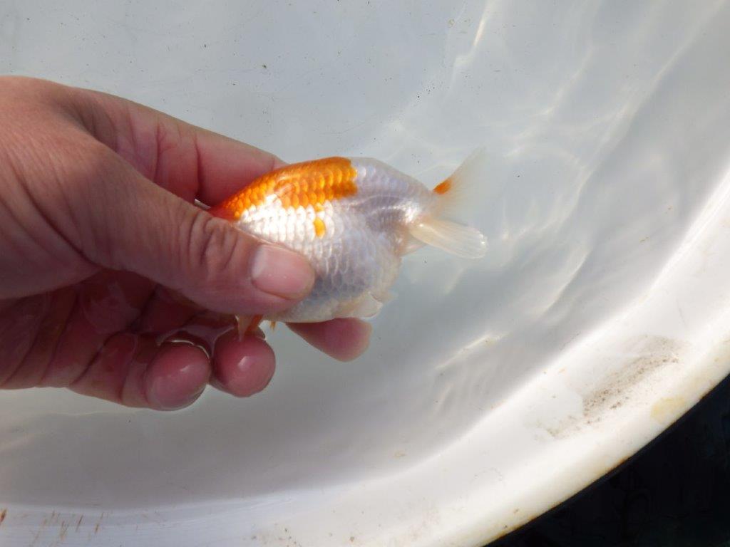 【 和歌山　濱田氏　系統魚】色艶が良く可愛い更紗当歳らんちゅう　約11㎝  四ッ尾　二本舵　メス？