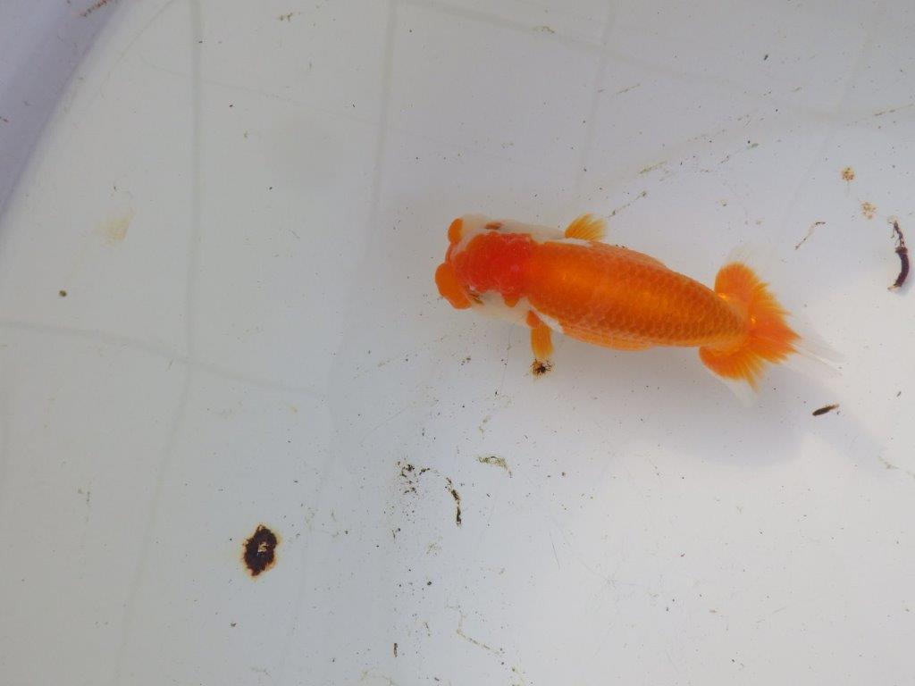 【 和歌山 濱田氏 系統魚】系等が物語る素晴らしいフンタン当歳らんちゅう 約12㎝ 四ッ尾 二本舵 オス?