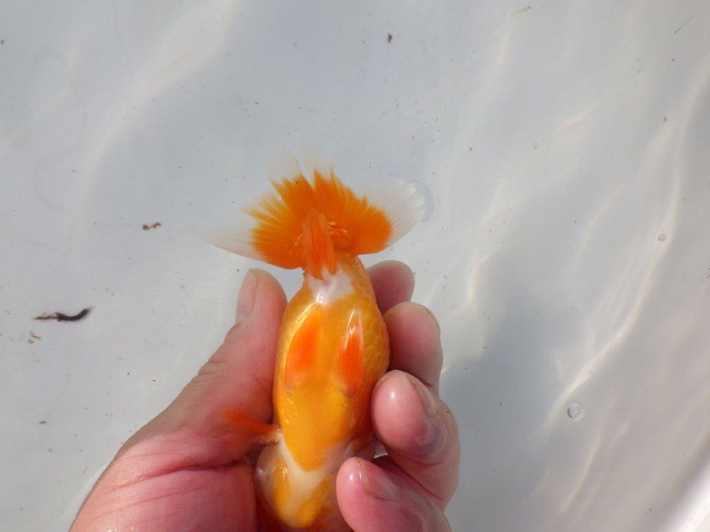 【 和歌山 濱田氏 系統魚】系等が物語る素晴らしいフンタン当歳らんちゅう 約12㎝ 四ッ尾 二本舵 オス?