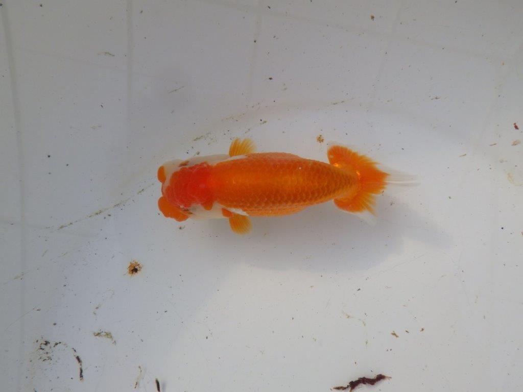 【 和歌山 濱田氏 系統魚】系等が物語る素晴らしいフンタン当歳らんちゅう 約12㎝ 四ッ尾 二本舵 オス?