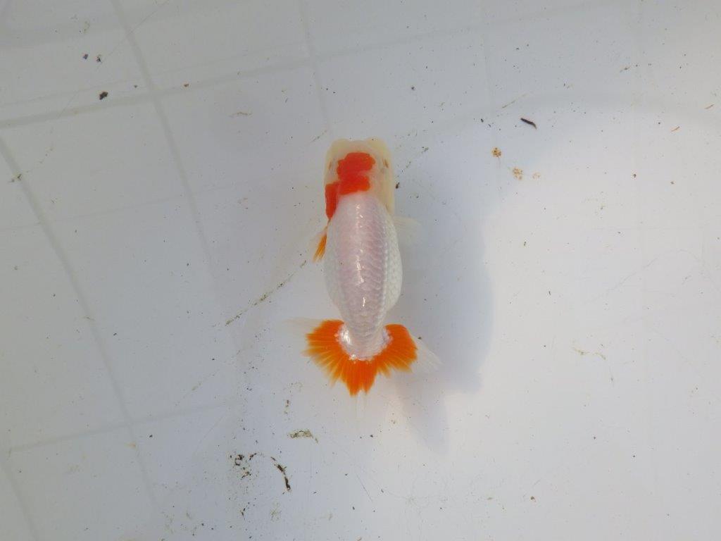 【 和歌山　濱田氏　系統魚】白地に赤が映える更紗当歳らんちゅう　約11㎝  四ッ尾　二本舵　オス？