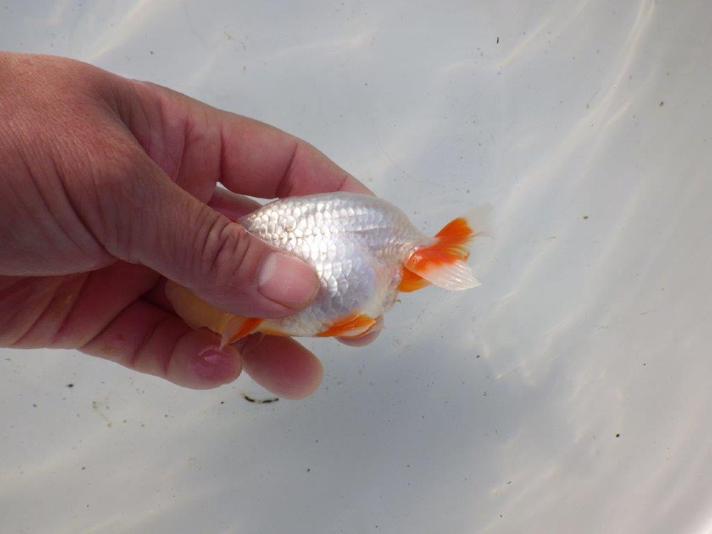 【 和歌山　濱田氏　系統魚】白地に赤が映える更紗当歳らんちゅう　約11㎝  四ッ尾　二本舵　オス？