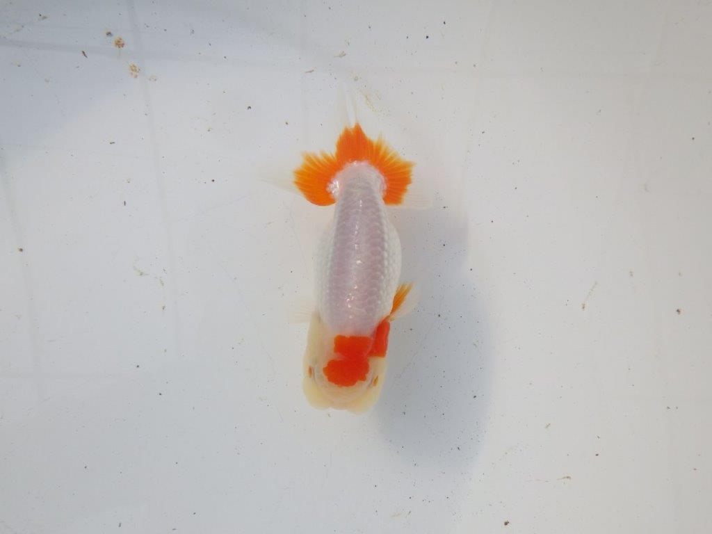 【 和歌山　濱田氏　系統魚】白地に赤が映える更紗当歳らんちゅう　約11㎝  四ッ尾　二本舵　オス？