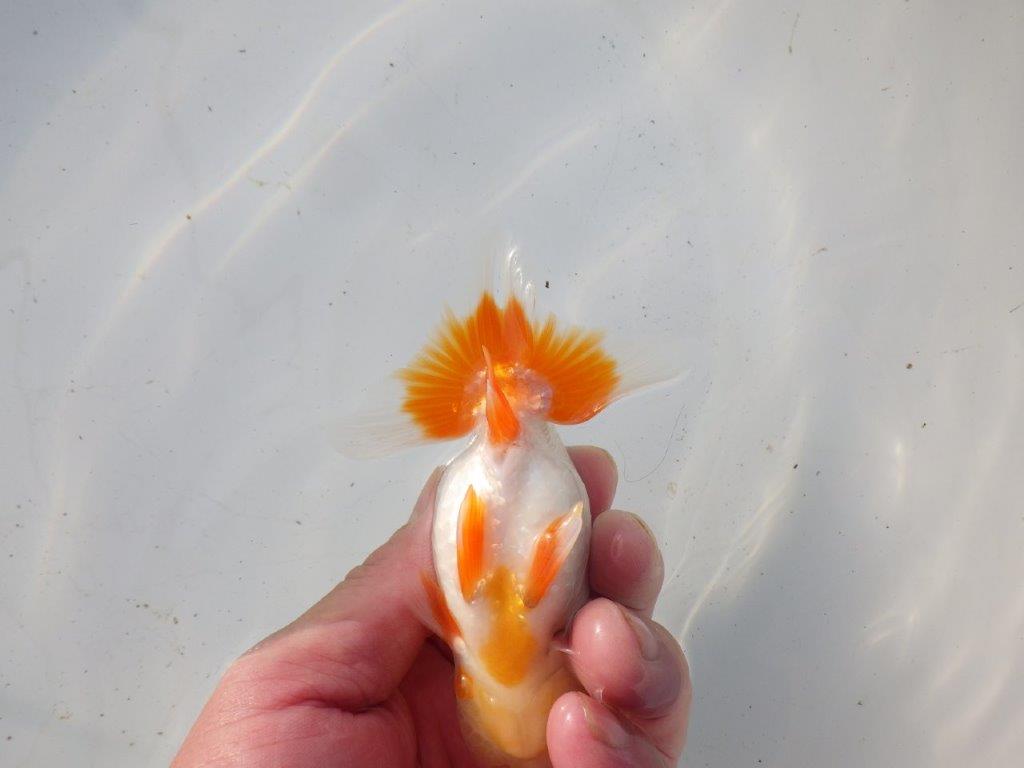 【 和歌山　濱田氏　系統魚】白地に赤が映える更紗当歳らんちゅう　約11㎝  四ッ尾　二本舵　オス？