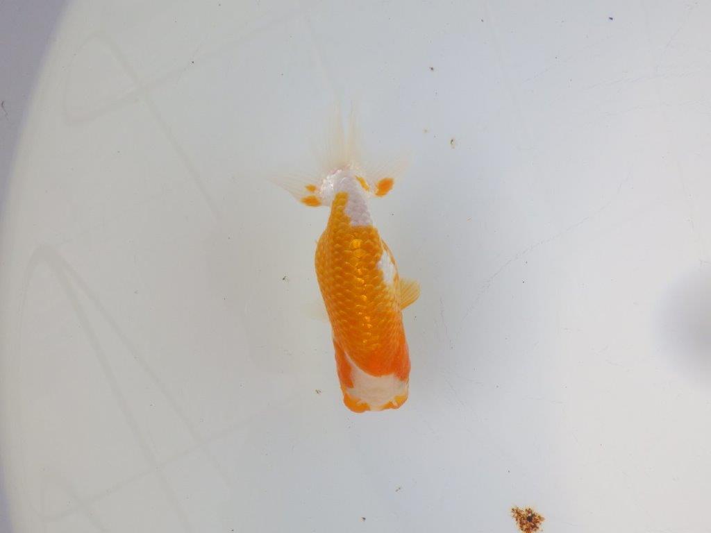 【 岡山村上暢彦氏 系統魚】フンタンの発育が良い当歳らんちゅう 約12㎝ 四ッ尾 二本舵 メス?